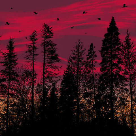 Big Birds Flying Across the Sky